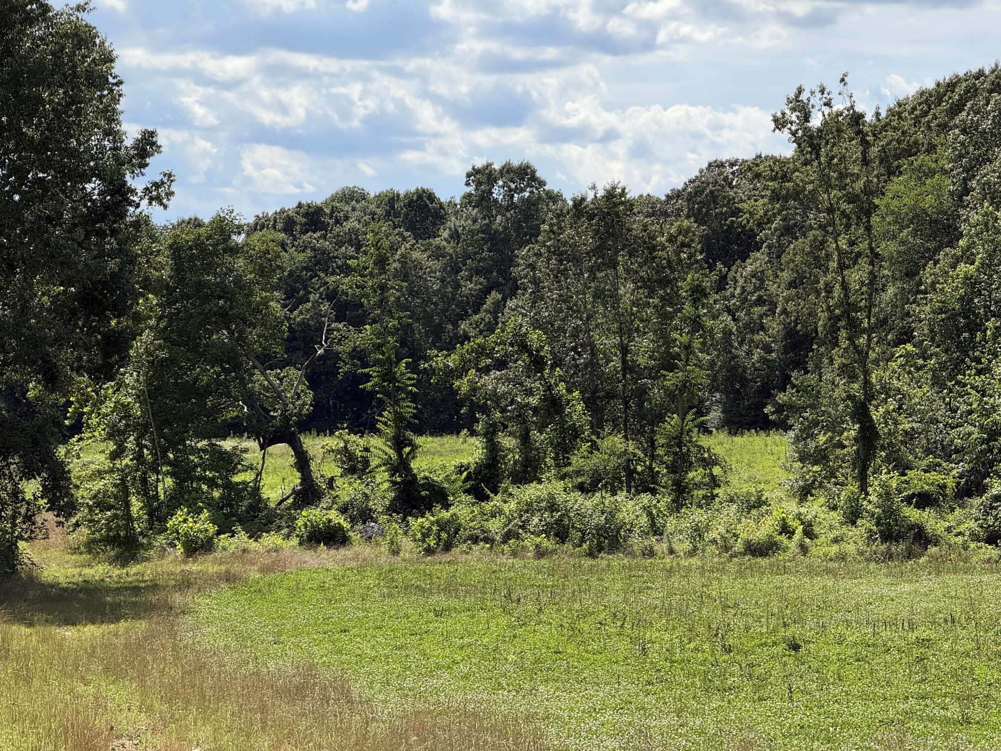 2333 Shady Grove Road McKenzie, TN 38201 - Photo 48 of 72