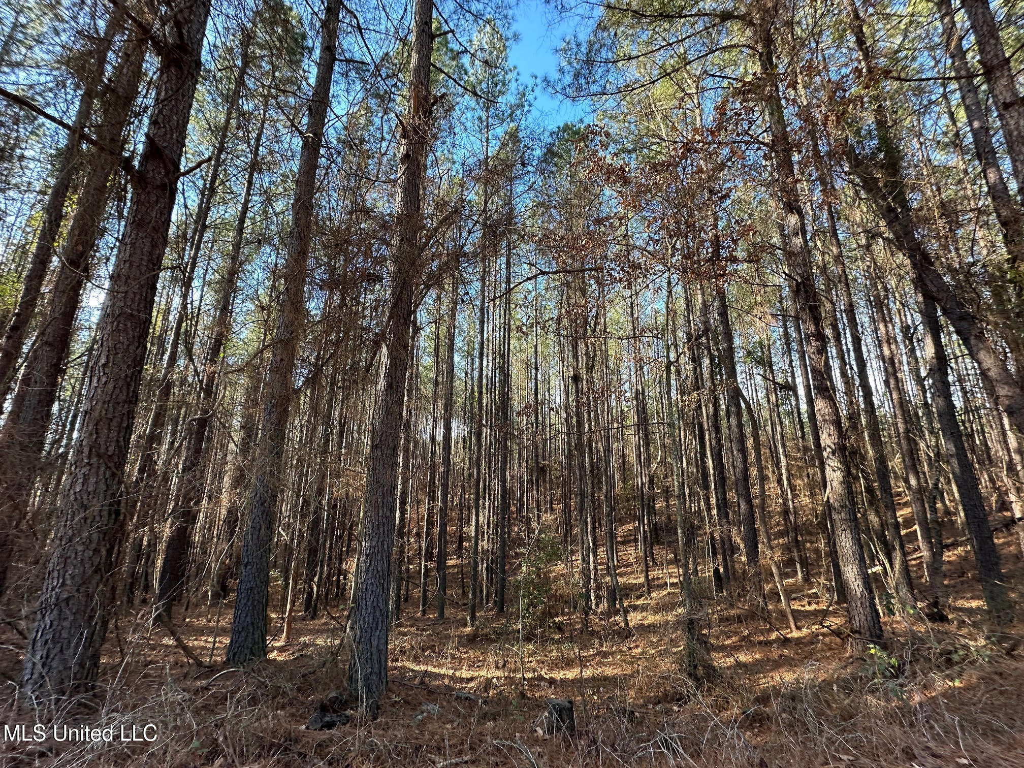 1 Old Pickens Road Kosciusko, MS 39090 - Photo 9 of 16 11