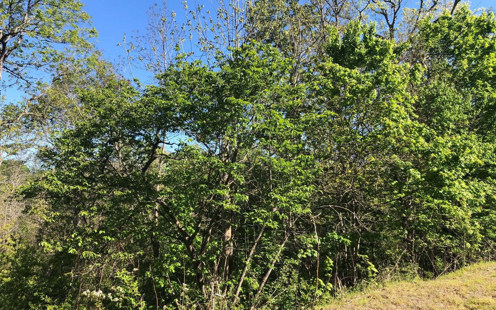 26 Winding Creek Road Blue Ridge, GA 30513 - Photo 1 of 1 a view of a tree