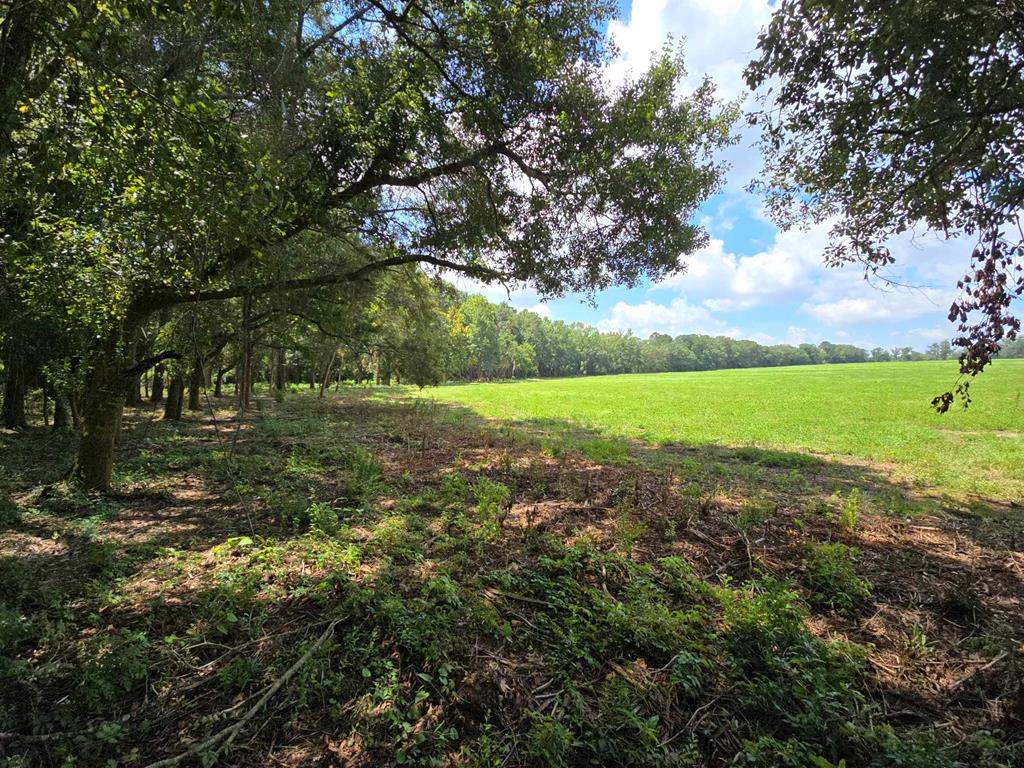 19-acres Summer Road Slocomb, AL 36375 - Photo 14 of 22