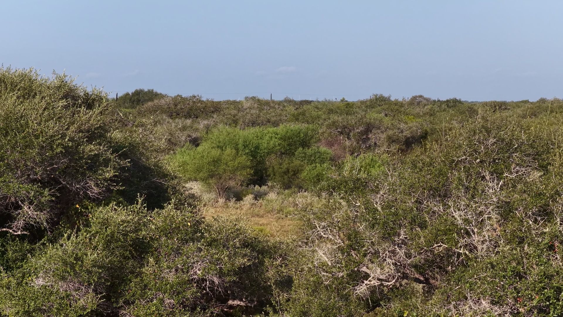 251 Old Goliad Road Refugio, TX 78377 - Photo 8 of 40 Lush native vegetation and mature trees stretch toward the horizon under a clear sky.