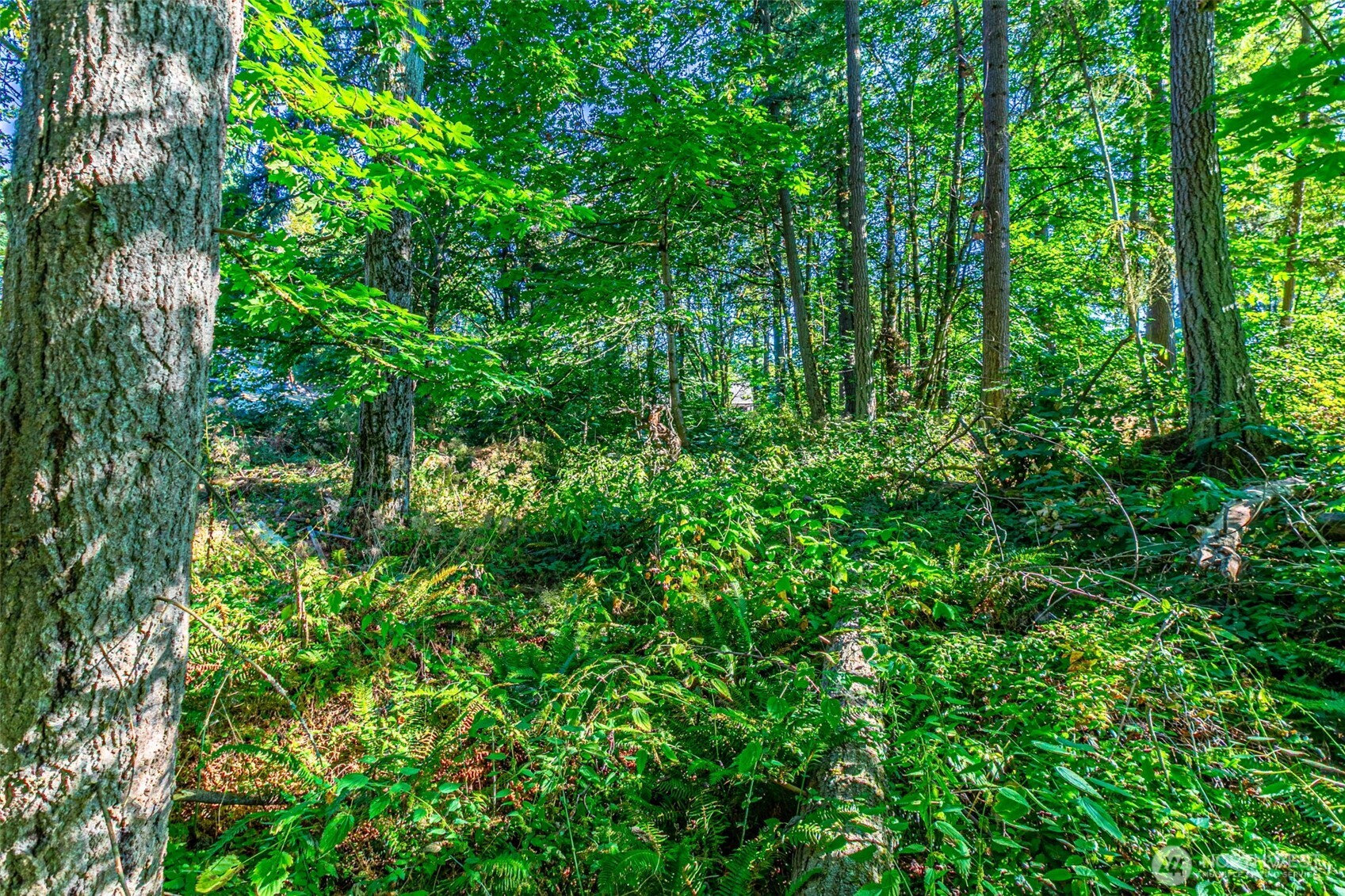 a view of a lush green forest