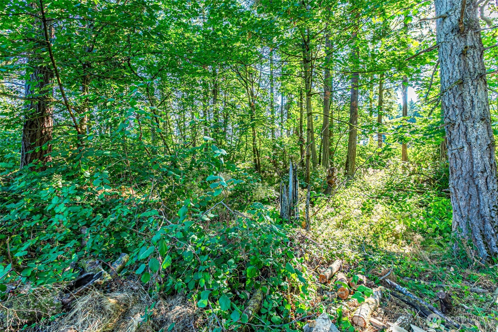 36922 6th Avenue Southwest Federal Way, WA 98023 - Photo 4 of 12 a view of a lush green forest