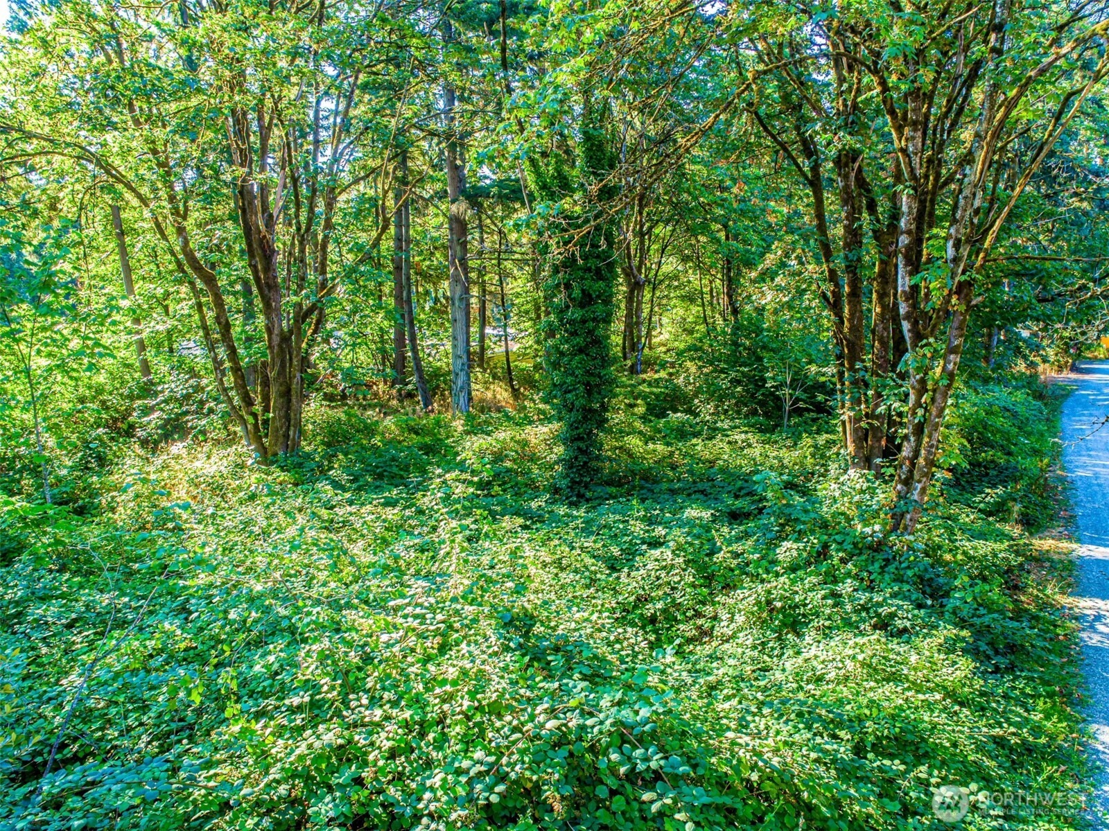 36922 6th Avenue Southwest Federal Way, WA 98023 - Photo 5 of 12 a view of a lush green forest