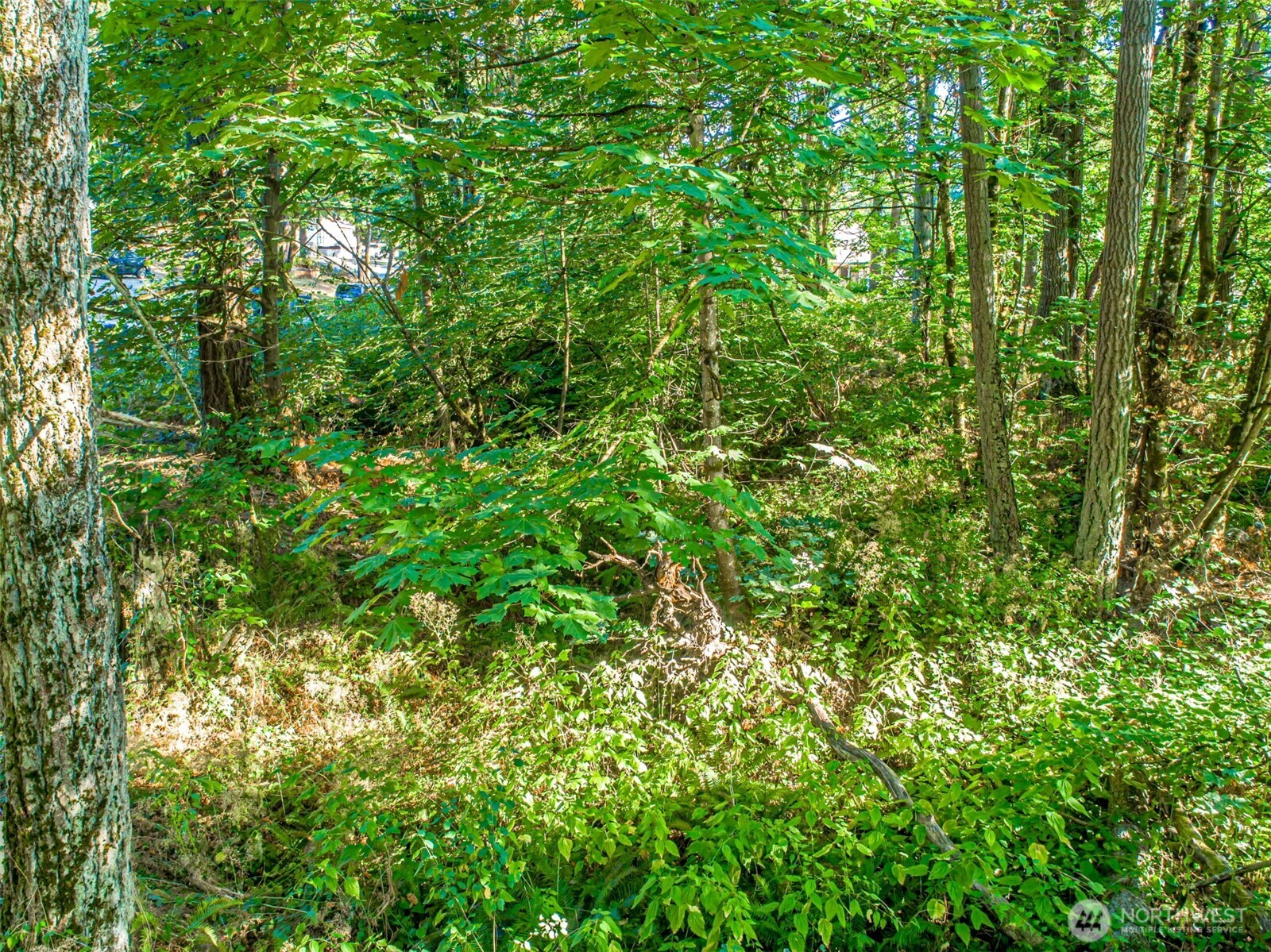 36922 6th Avenue Southwest Federal Way, WA 98023 - Photo 6 of 12 a view of a lush green forest