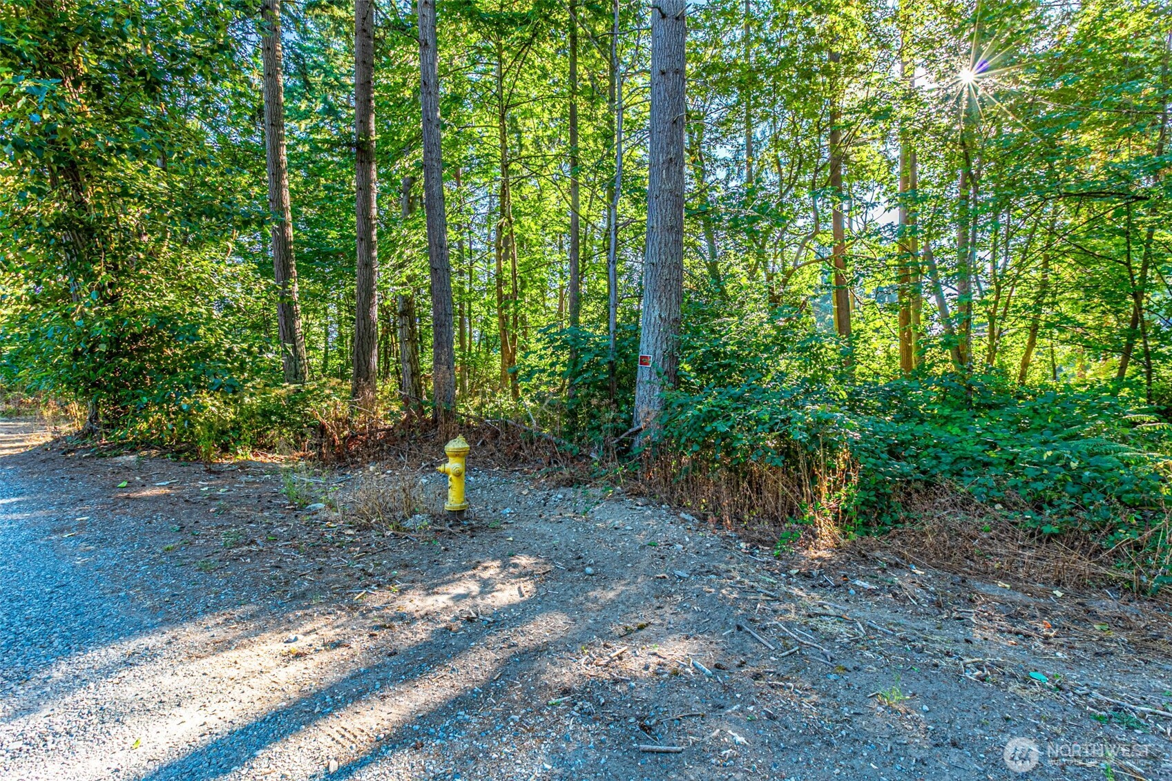 36922 6th Avenue Southwest Federal Way, WA 98023 - Photo 8 of 12 a backyard of a house with lots of green space