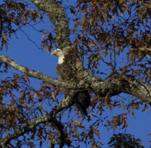 Reuben Ridge Rockwood, TN 37854 - Photo 20 of 30 Resident Bald Eagles