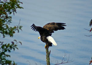 Reuben Ridge Rockwood, TN 37854 - Photo 24 of 30 eagle