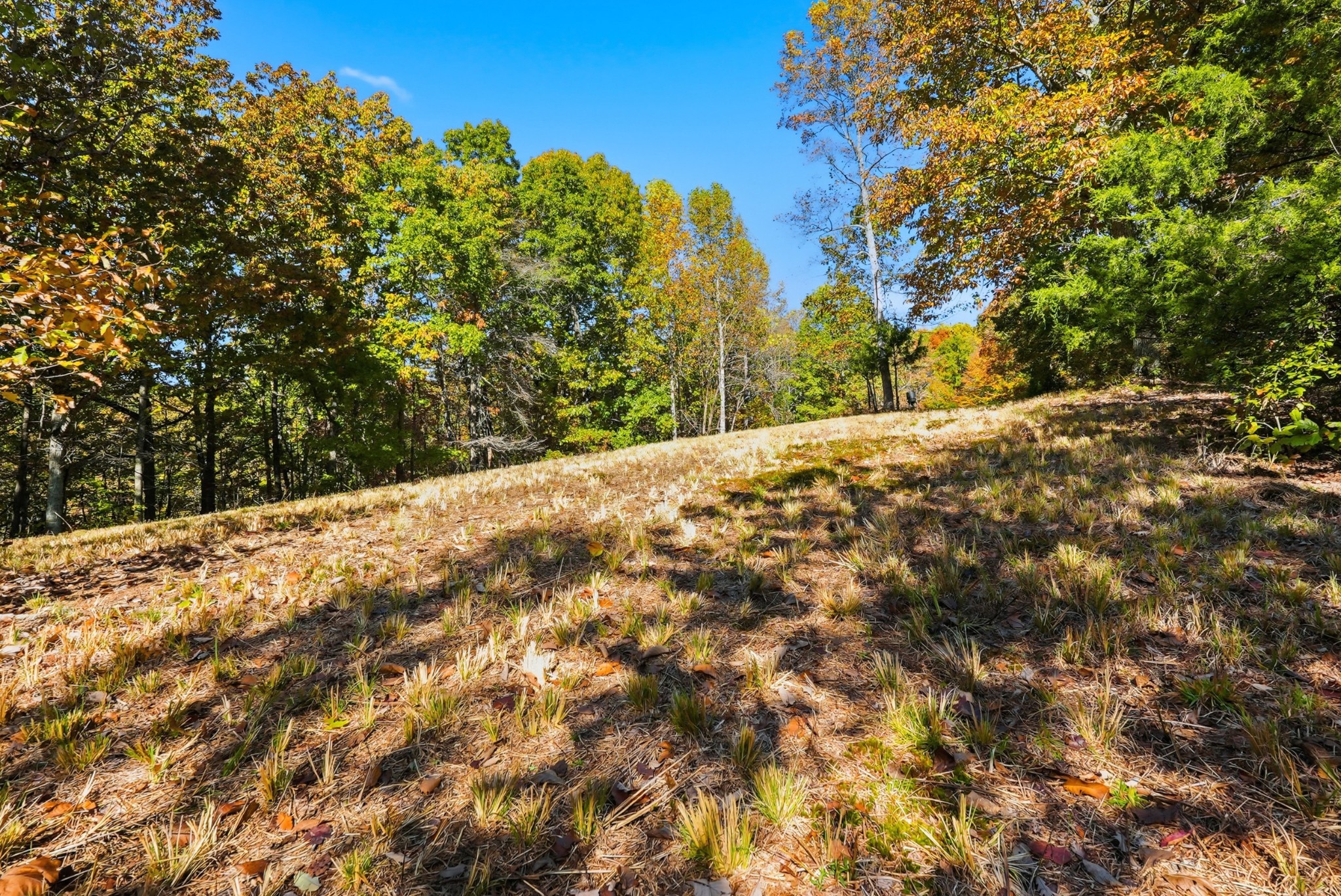 4300 Bull Run Road Ashland City, TN 37015 - Photo 20 of 61 a view of a yard with a tree