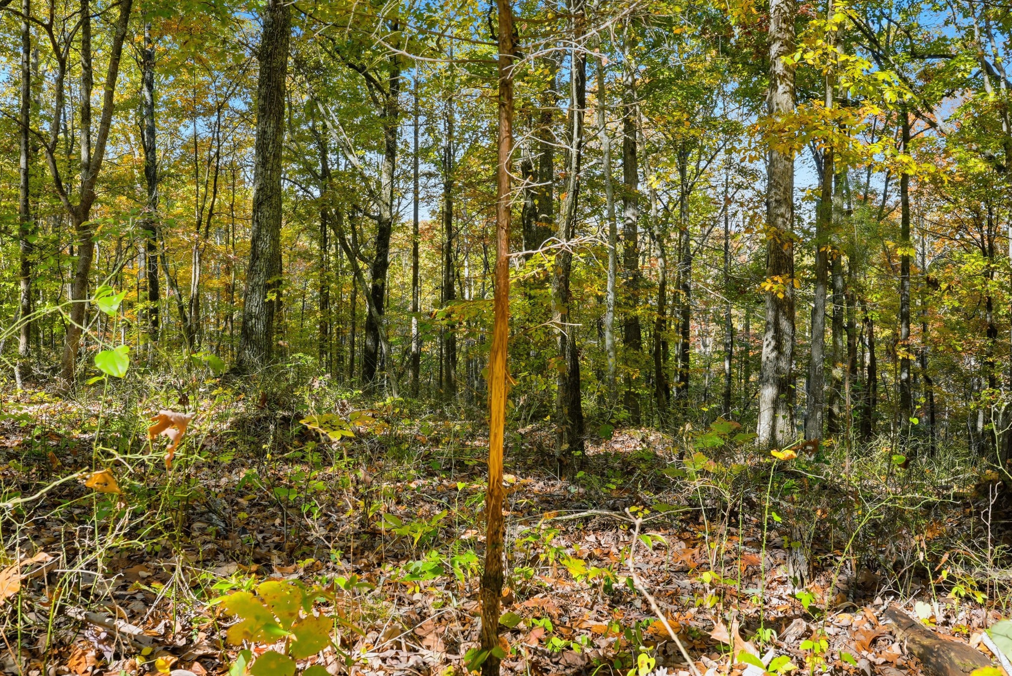 4300 Bull Run Road Ashland City, TN 37015 - Photo 21 of 61 a bathroom with a shower