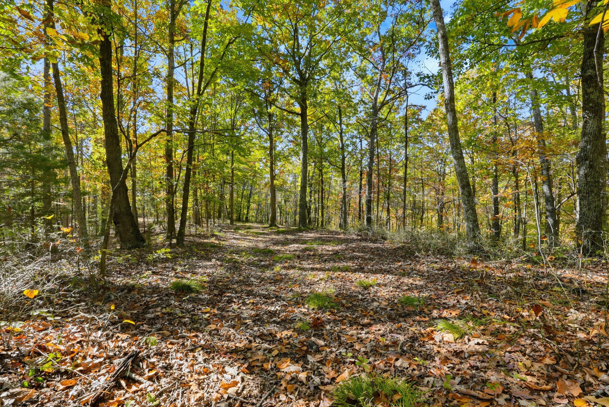 4300 Bull Run Road Ashland City, TN 37015 - Photo 23 of 61 a view of outdoor space with deck and tree
