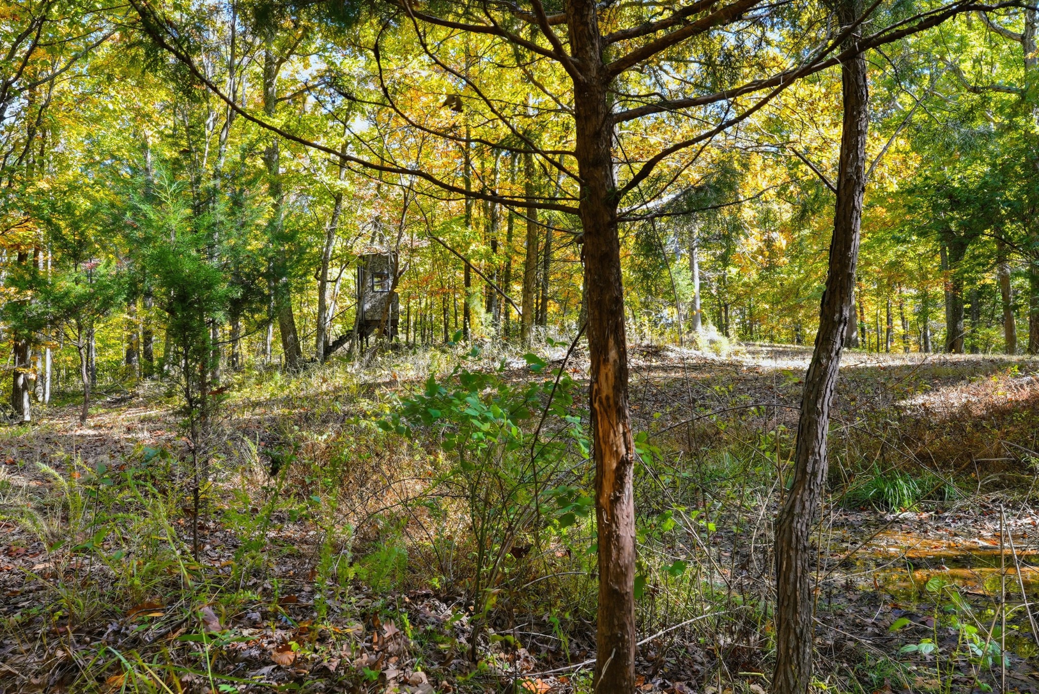 4300 Bull Run Road Ashland City, TN 37015 - Photo 28 of 61 a view of forest