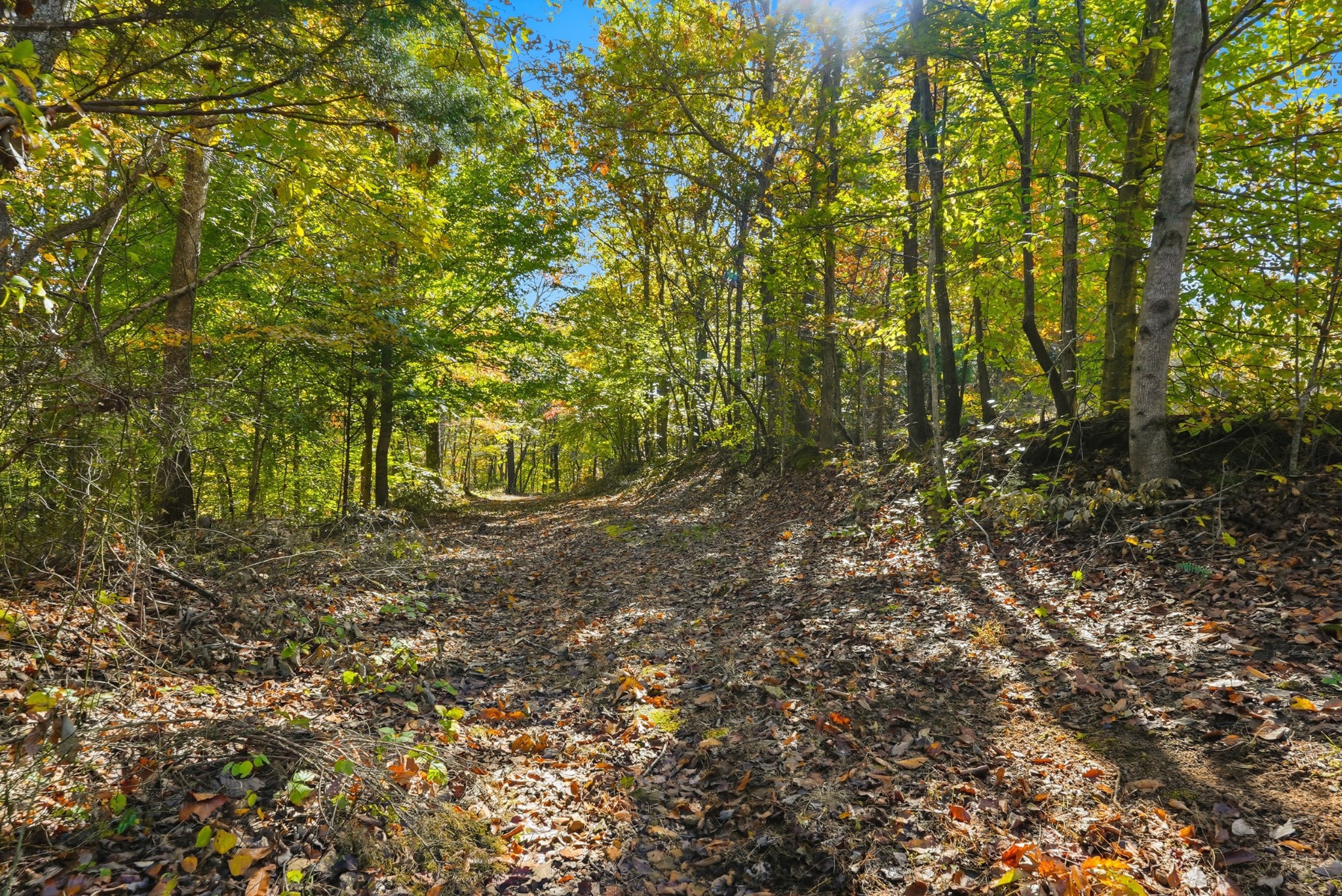 4300 Bull Run Road Ashland City, TN 37015 - Photo 29 of 61 a view of forest