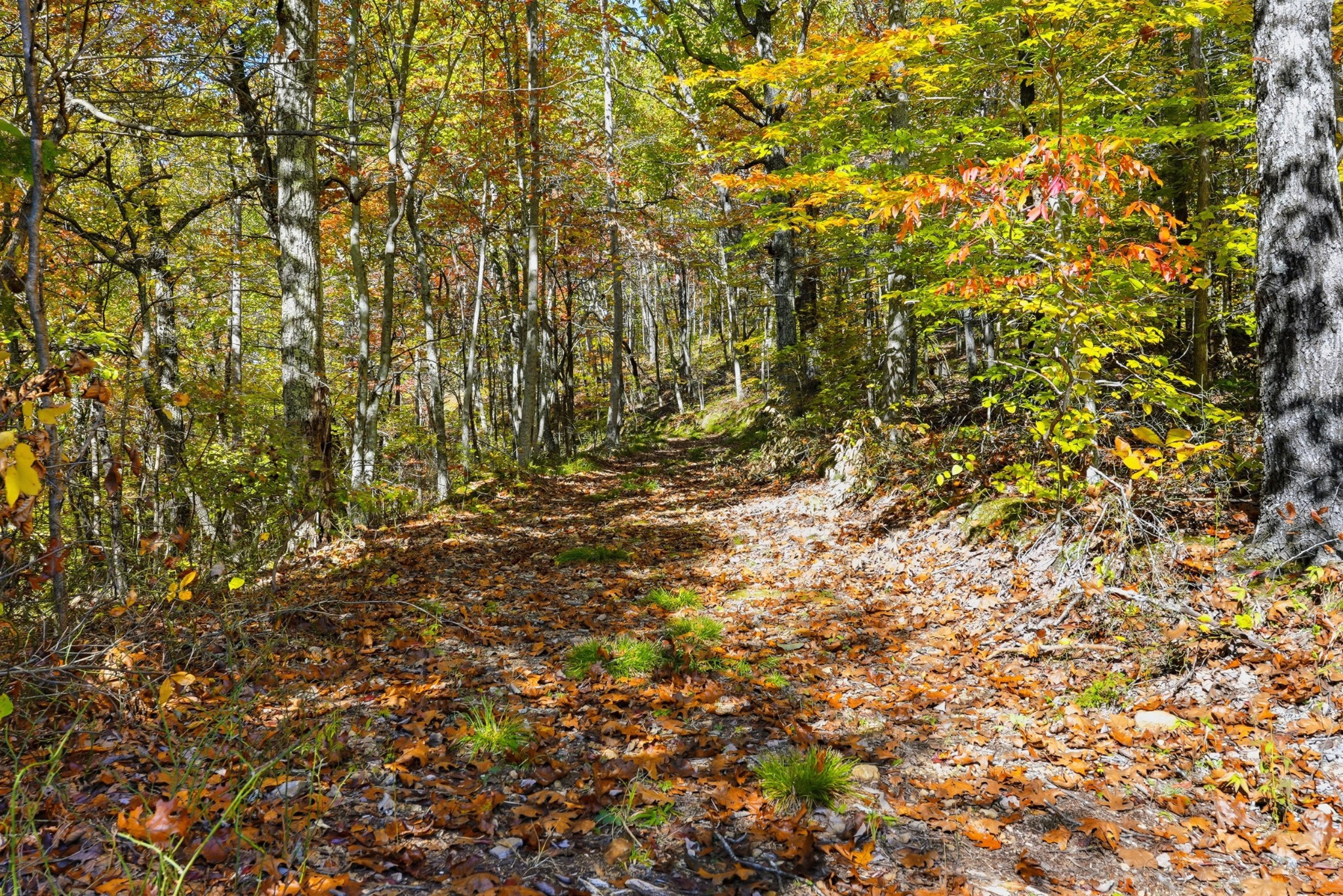 4300 Bull Run Road Ashland City, TN 37015 - Photo 31 of 61 a view of tree