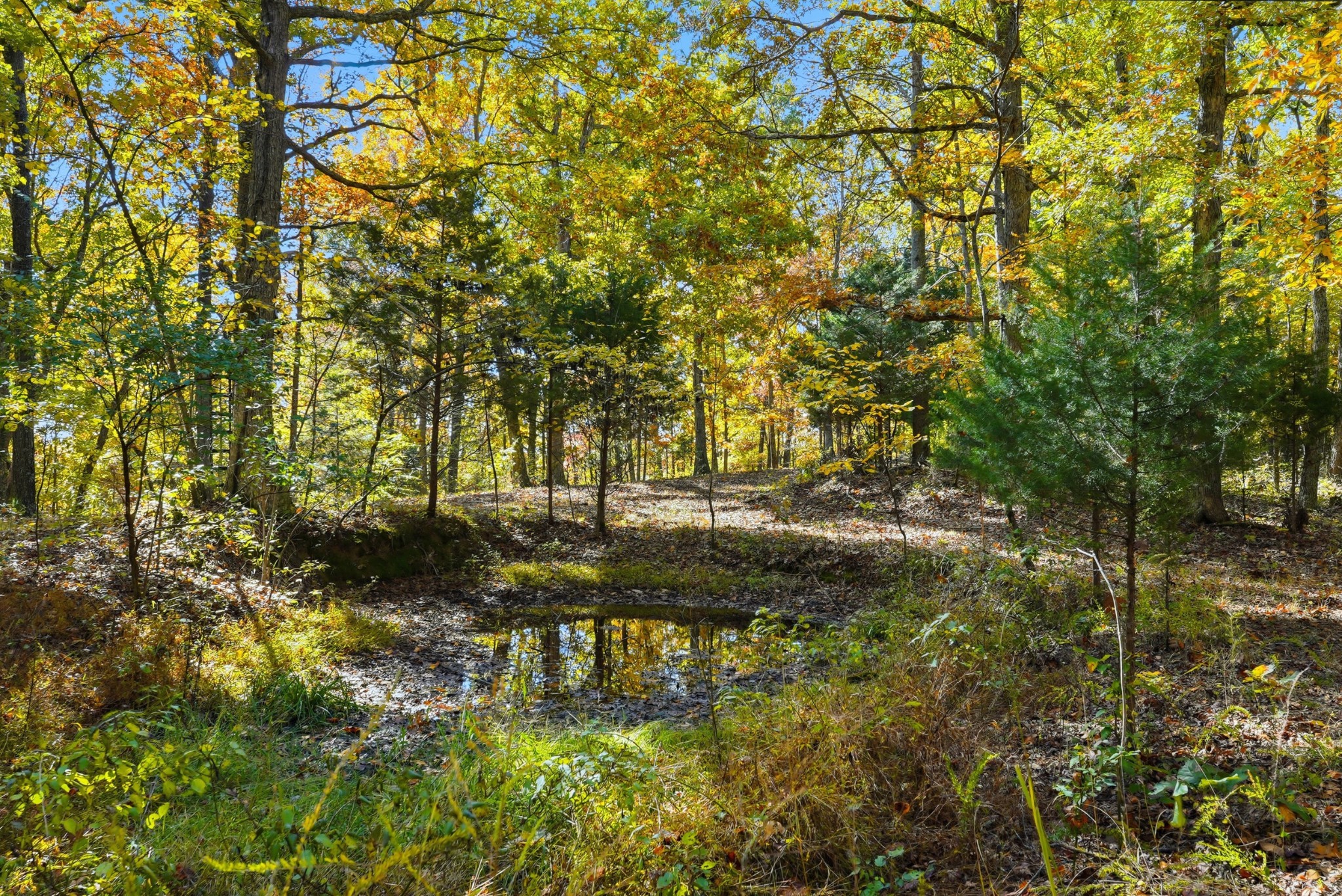 4300 Bull Run Road Ashland City, TN 37015 - Photo 34 of 61 a view of yard with large trees