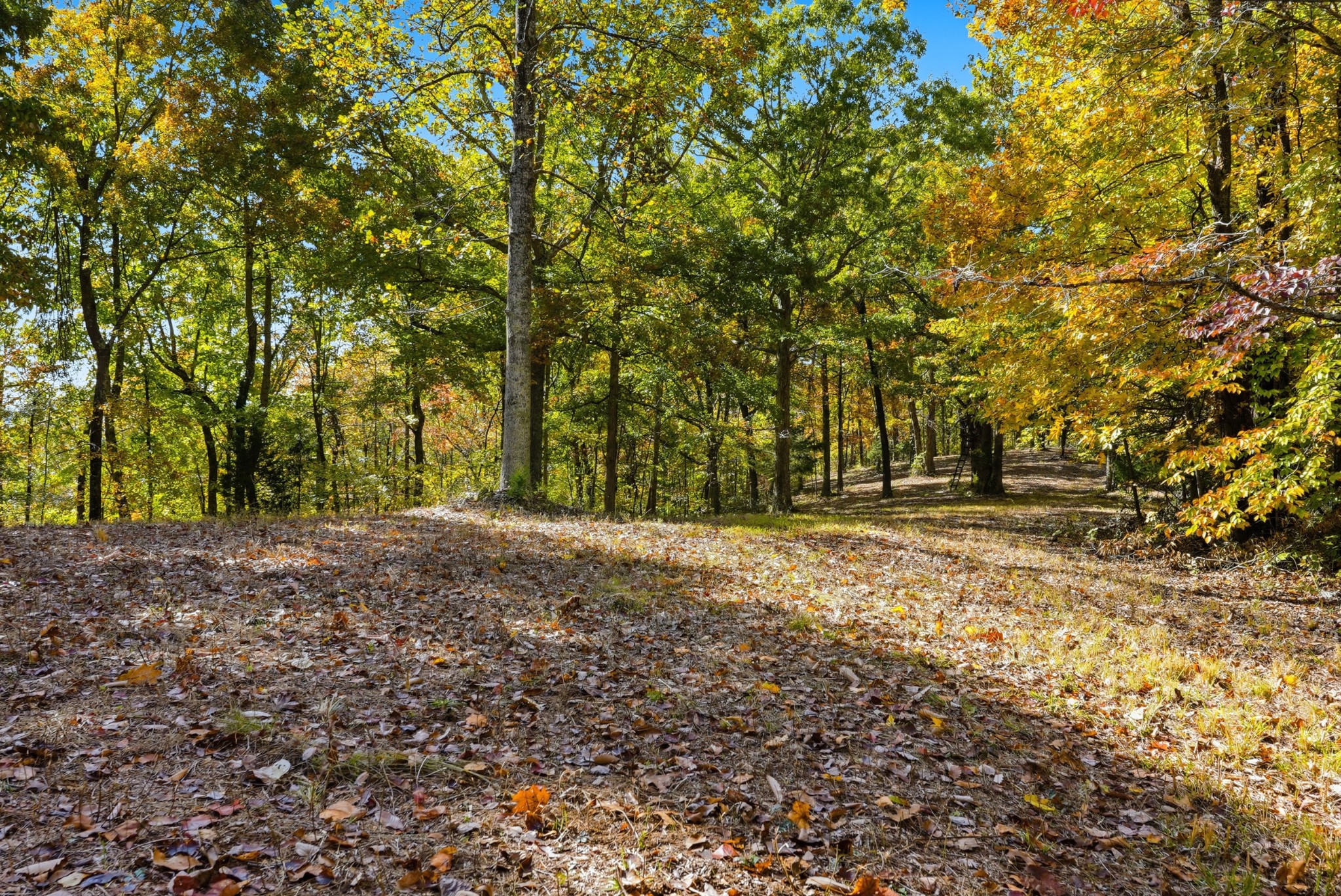 4300 Bull Run Road Ashland City, TN 37015 - Photo 36 of 61 a view of outdoor space with trees