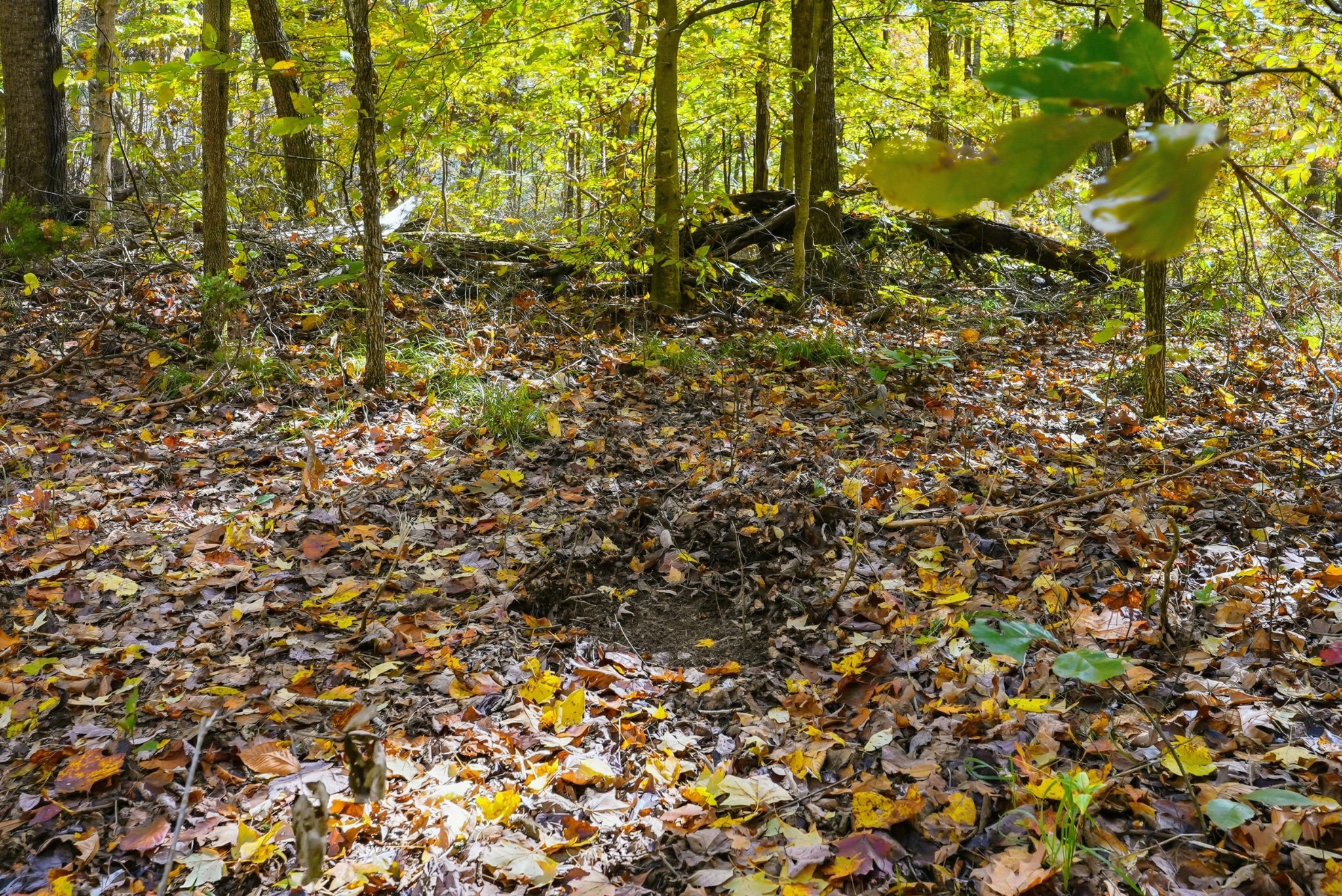 4300 Bull Run Road Ashland City, TN 37015 - Photo 40 of 61 a view of a yard