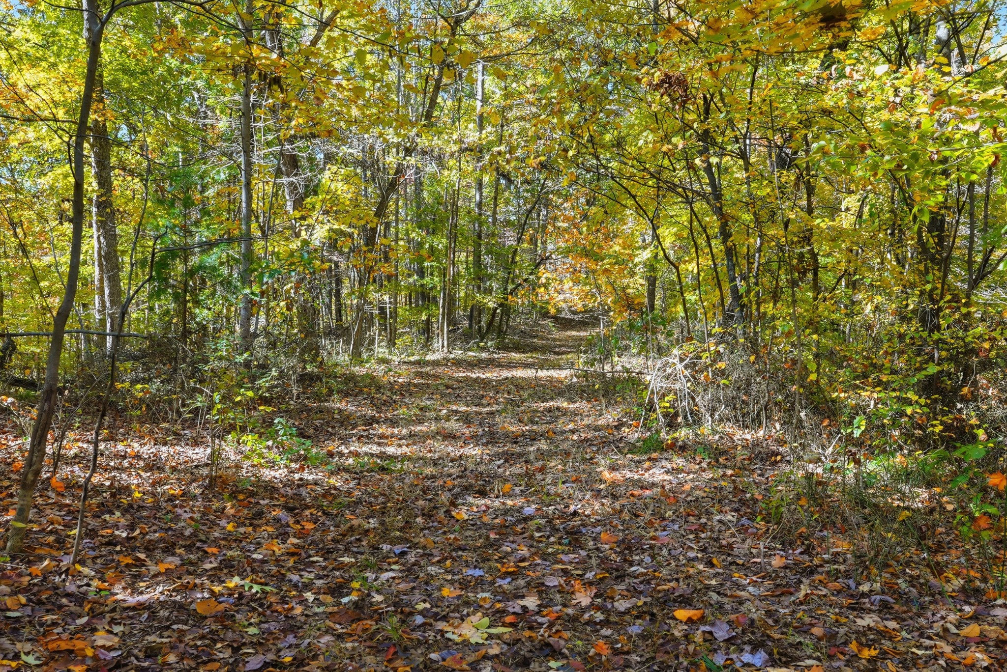 4300 Bull Run Road Ashland City, TN 37015 - Photo 41 of 61 a view of a tree with a yard