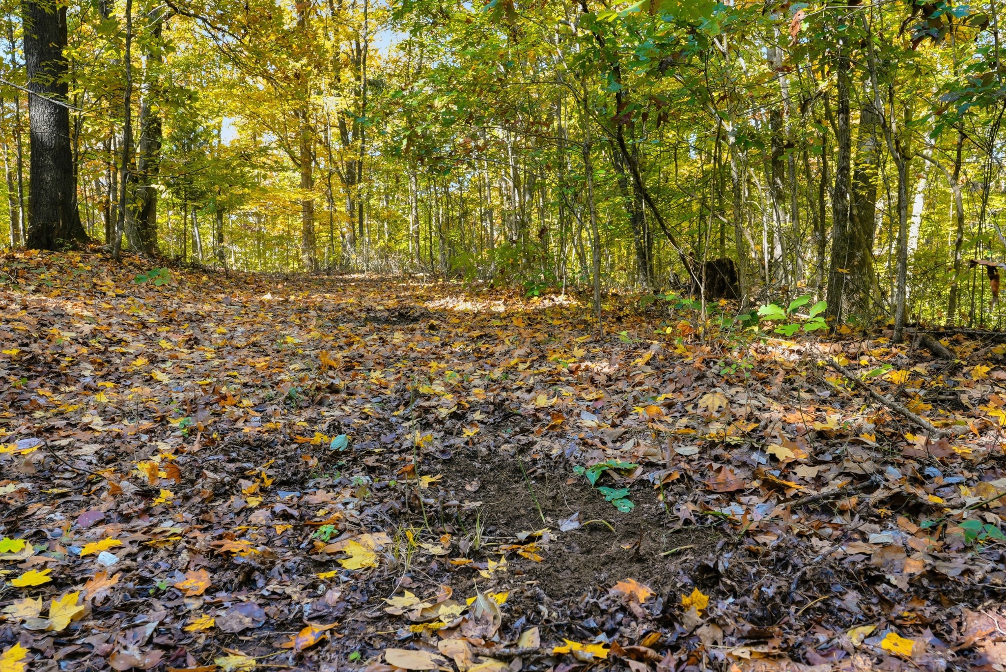 4300 Bull Run Road Ashland City, TN 37015 - Photo 43 of 61 a view of garden with trees