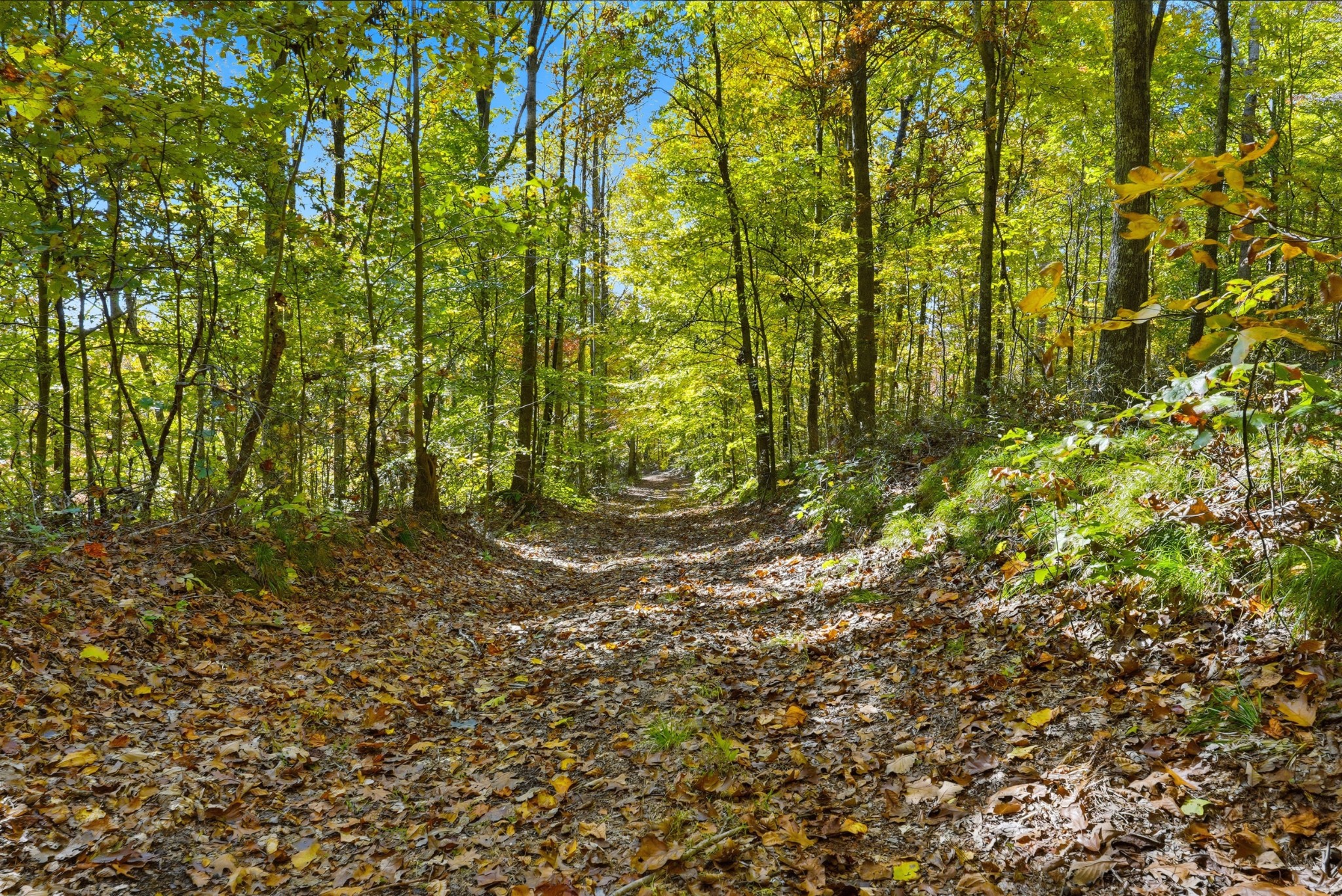 4300 Bull Run Road Ashland City, TN 37015 - Photo 46 of 61 a close up of a plant