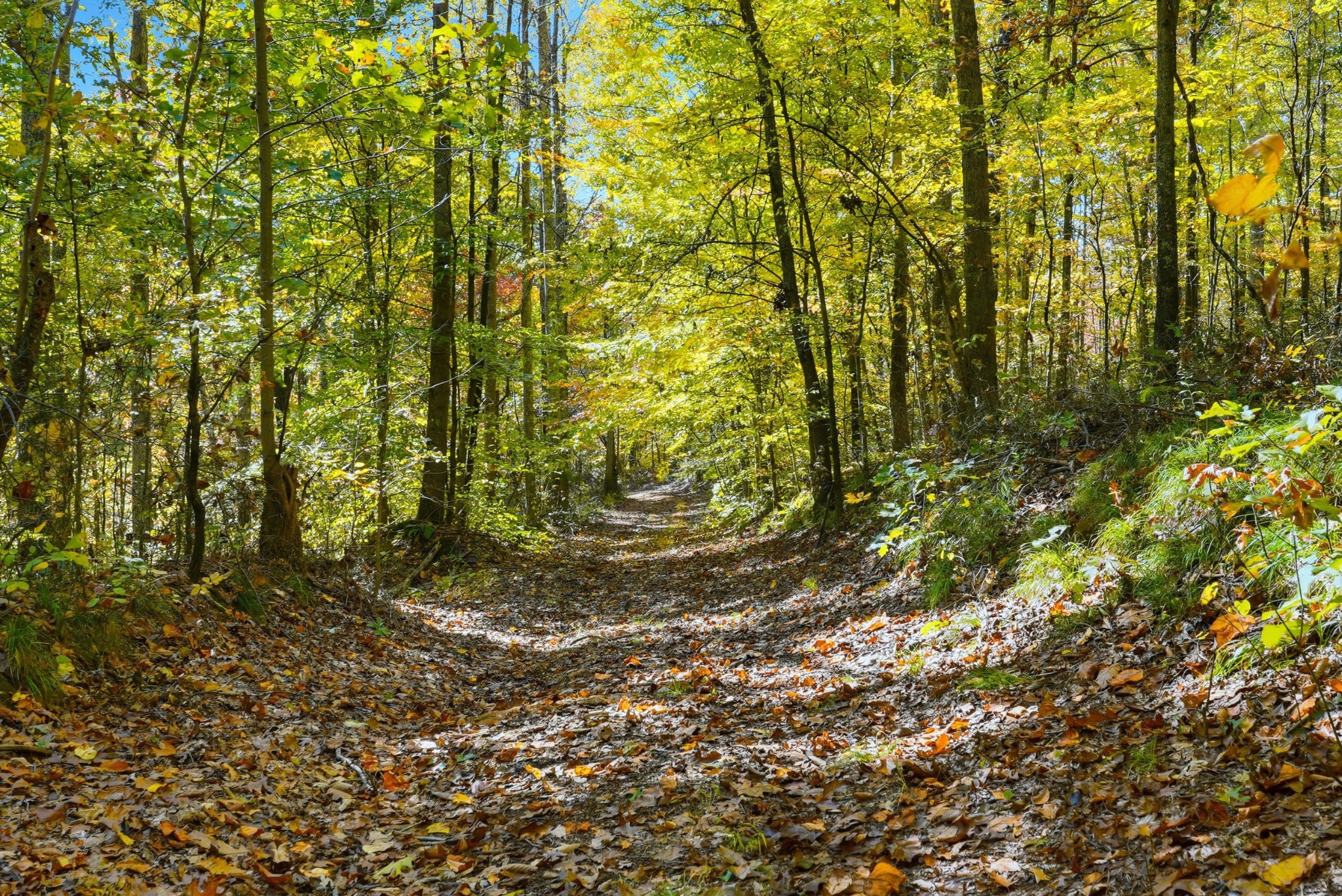 4300 Bull Run Road Ashland City, TN 37015 - Photo 47 of 61 a view of a yard