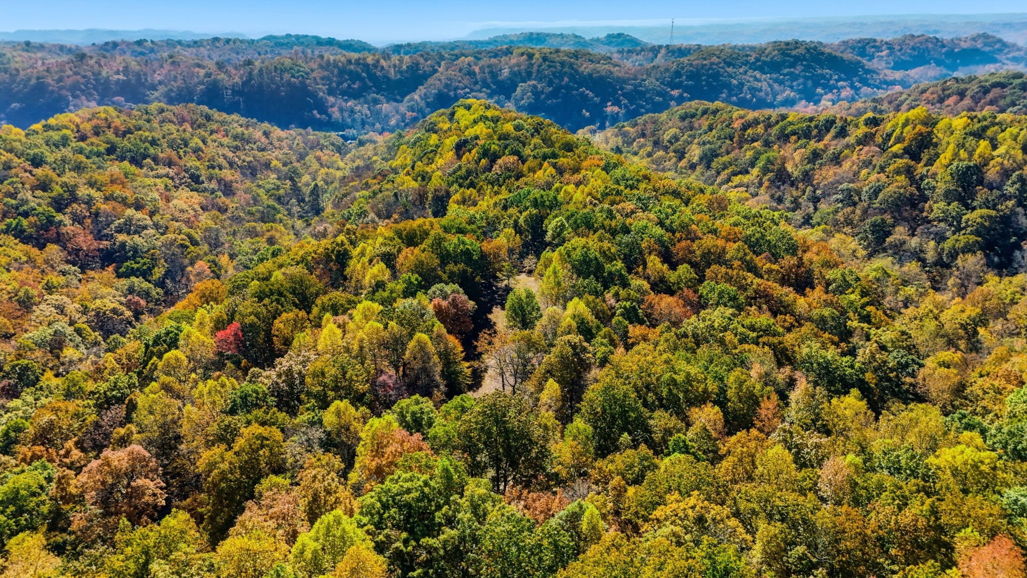 4300 Bull Run Road Ashland City, TN 37015 - Photo 10 of 61 a view of a large yard with lots of bushes