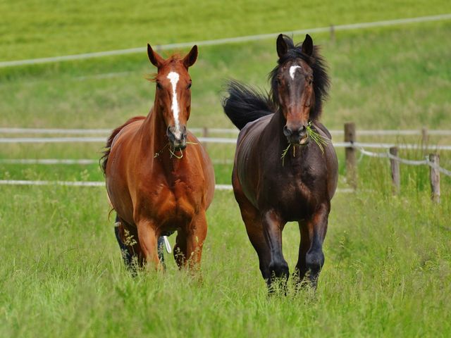 $1,500,000 | 1544 Eastover Road, Lebanon, TN 37090