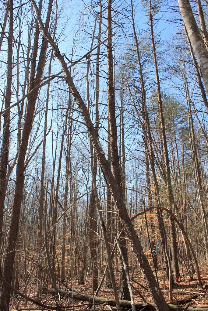 5811 Deer Run Road Farmville, VA 23901 - Photo 8 of 10 Gallery Image 8