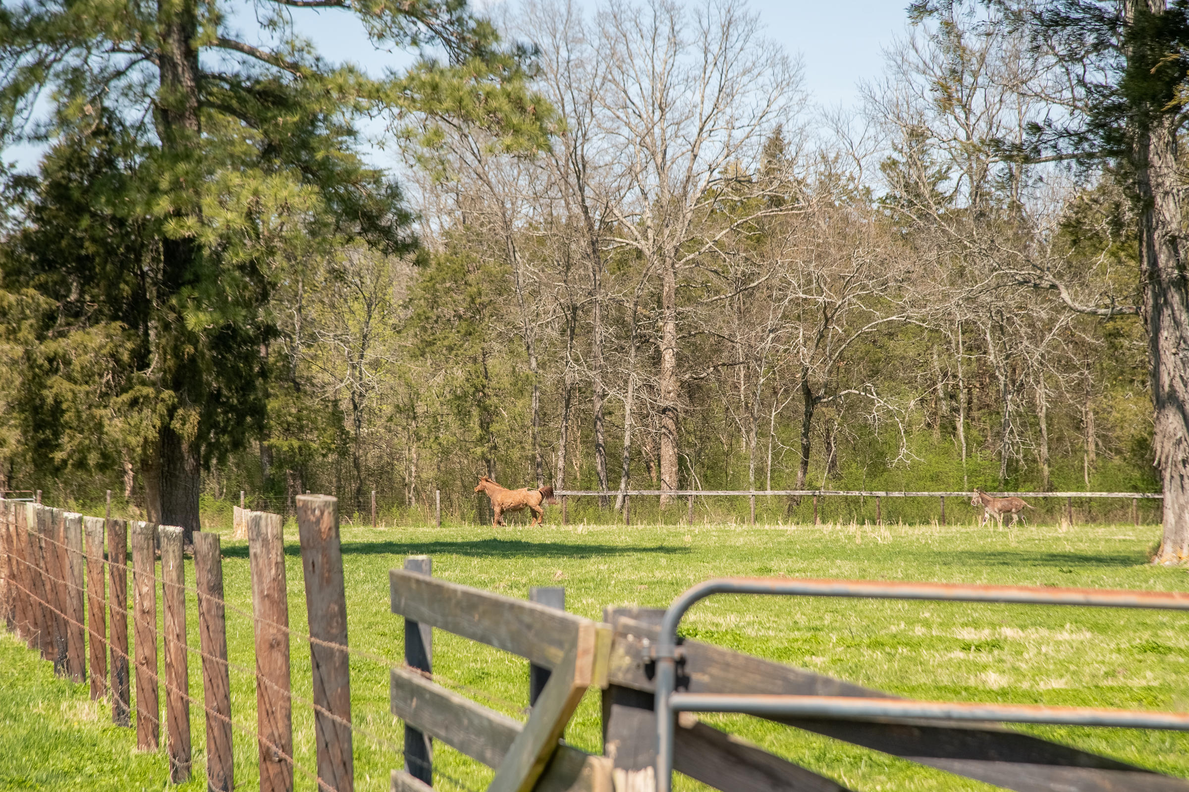 1408 Saunders Road Ringgold, GA 30736 - Photo 48 of 64 RIDE YOUR HORSES