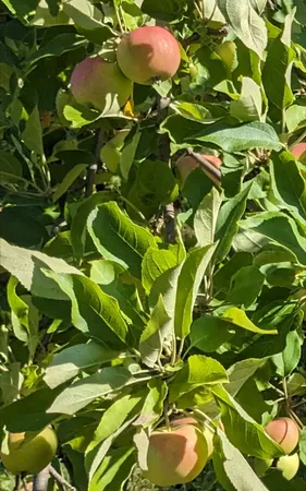 $273,000 | 56307 Loon Avenue, McGregor, MN 55760