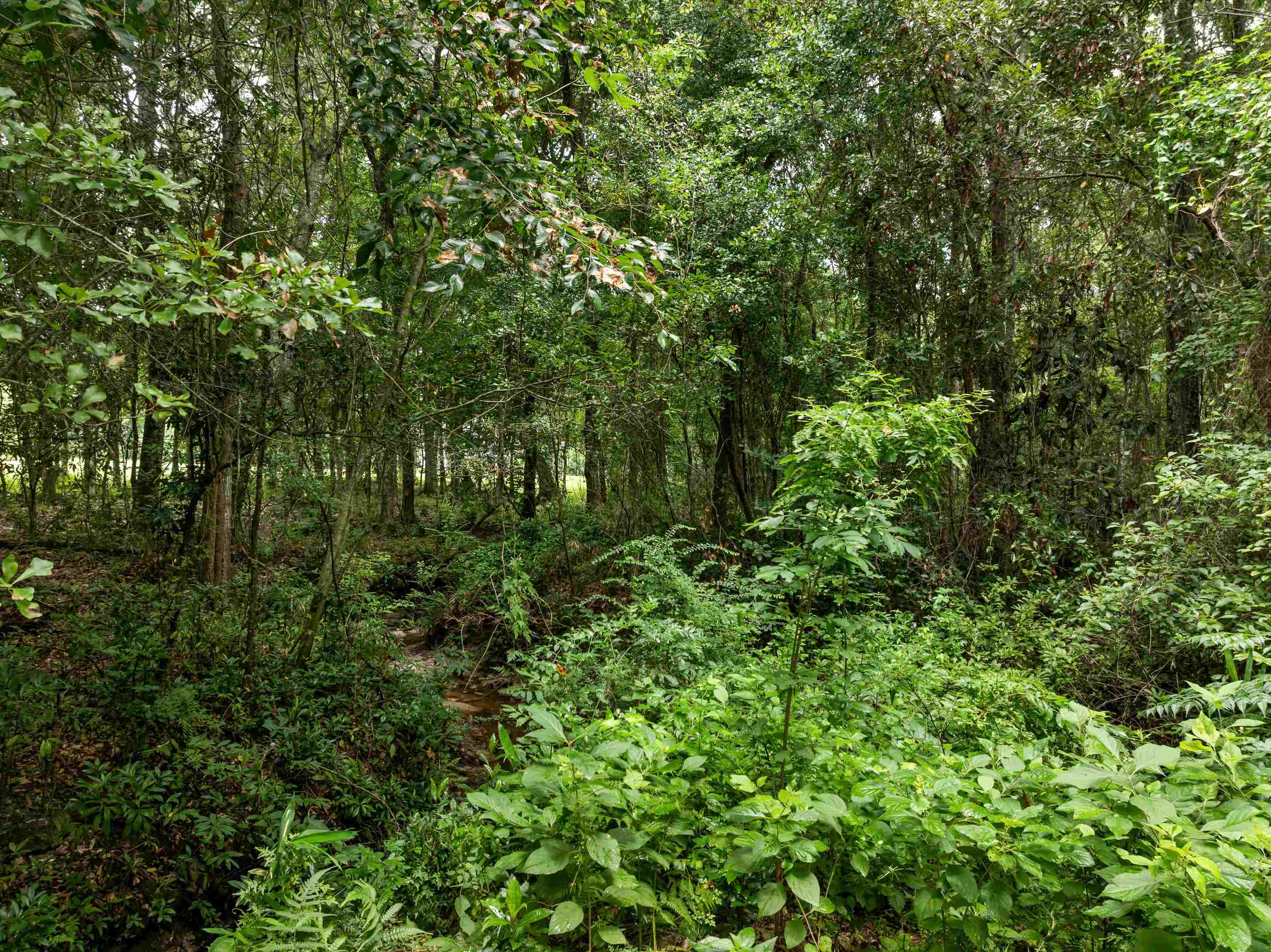 825 Rainey Run Monticello, FL 32344 - Photo 61 of 62