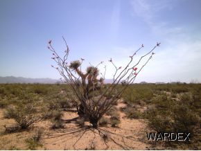 0 Cascabel Road Yucca, AZ 86438 - Photo 5 of 9 Additional Photo