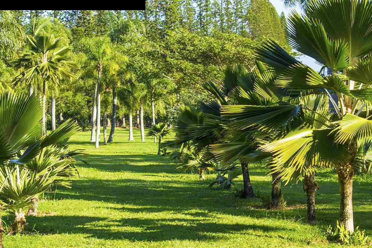 2651 Kalanikahua Road Haiku, HI 96708 - Photo 5 of 22 a view of a park