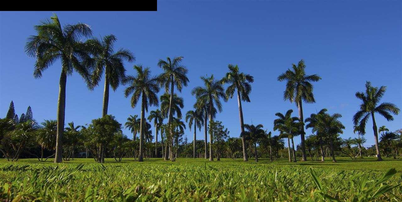 2651 Kalanikahua Road Haiku, HI 96708 - Photo 6 of 22 a view of a park with palm trees