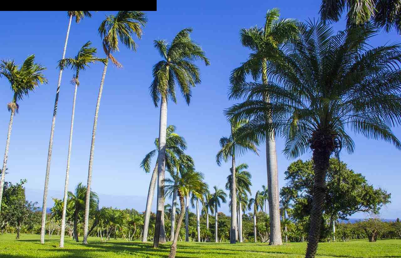 2651 Kalanikahua Road Haiku, HI 96708 - Photo 9 of 22 a view of a palm trees with a palm trees