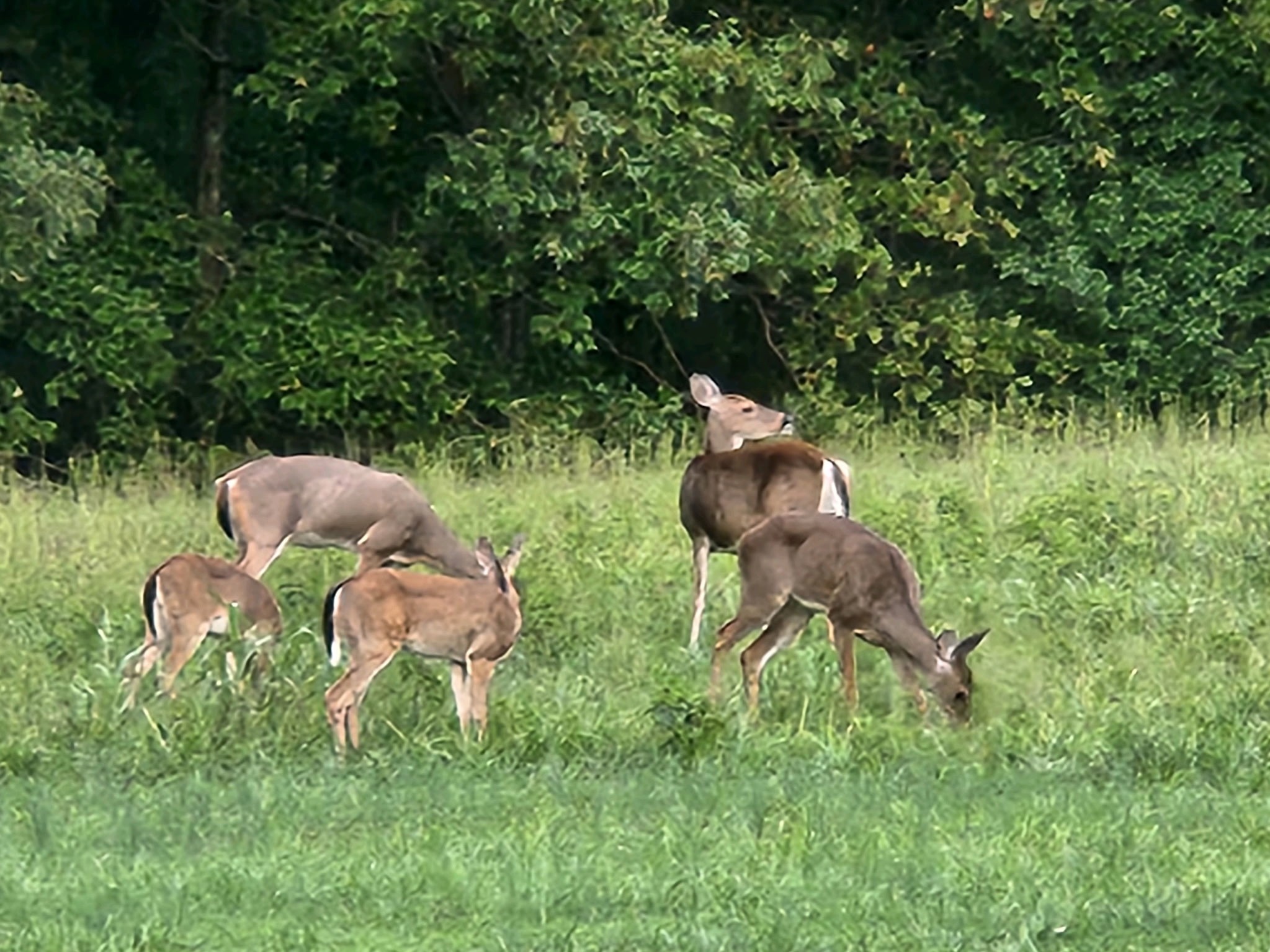 876 West Point Road Lawrenceburg, TN 38464 - Photo 41 of 42 a backyard of a house with table and chairs