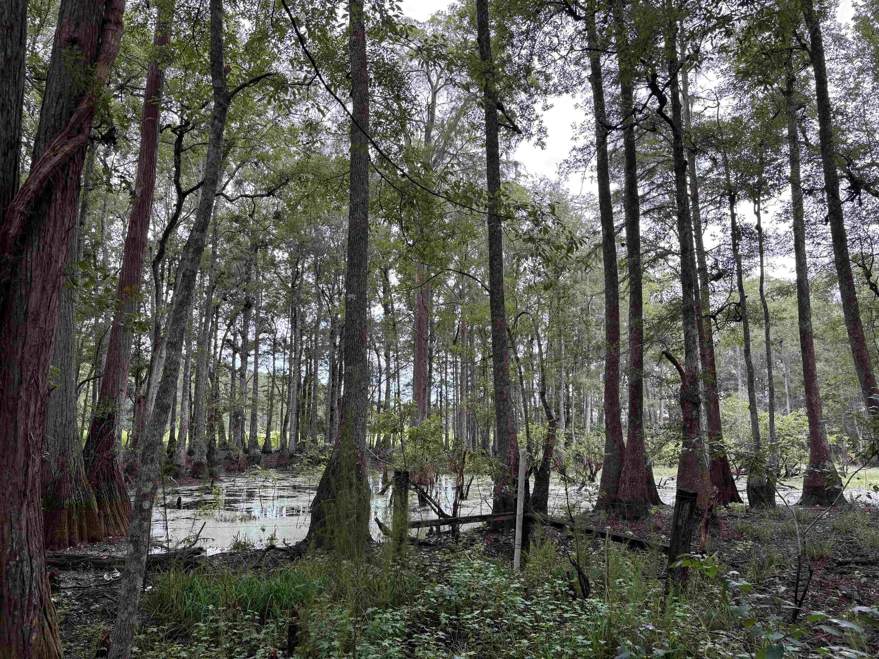 0 Walker Springs Road Monticello, FL 32344 - Photo 12 of 21 Gallery Image 12