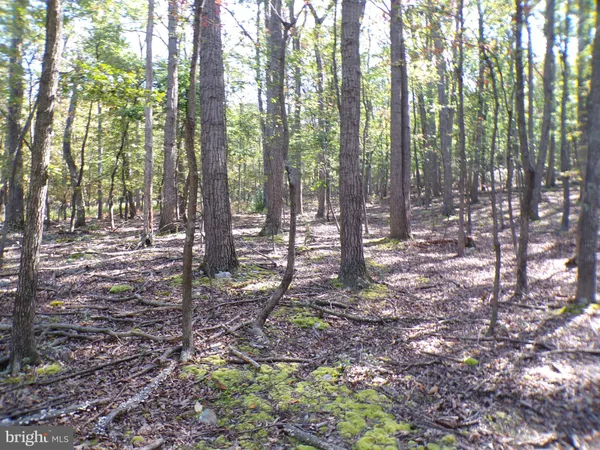 a view of outdoor space with lots of trees