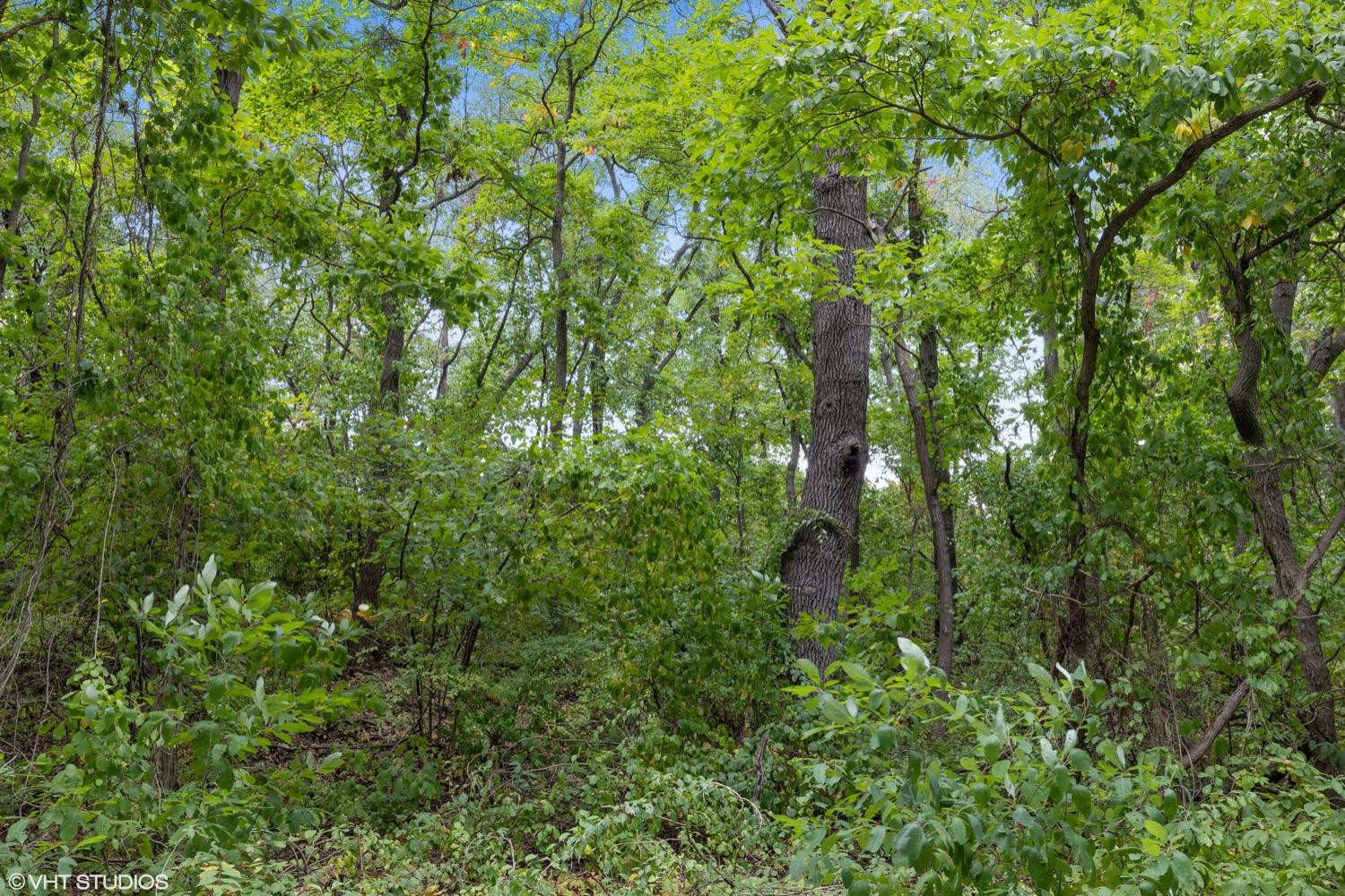 a map view of a tree