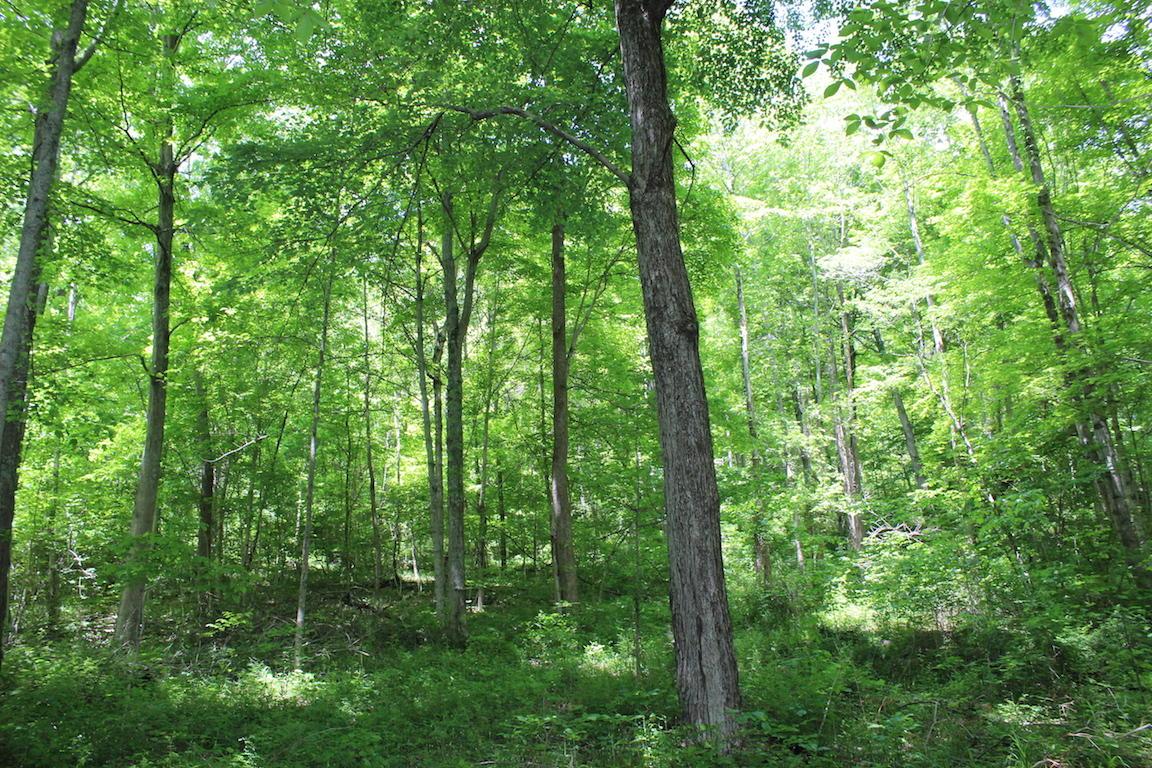 2086 Alma Omega Road Waverly, OH 45690 - Photo 23 of 47 Gallery Image 23