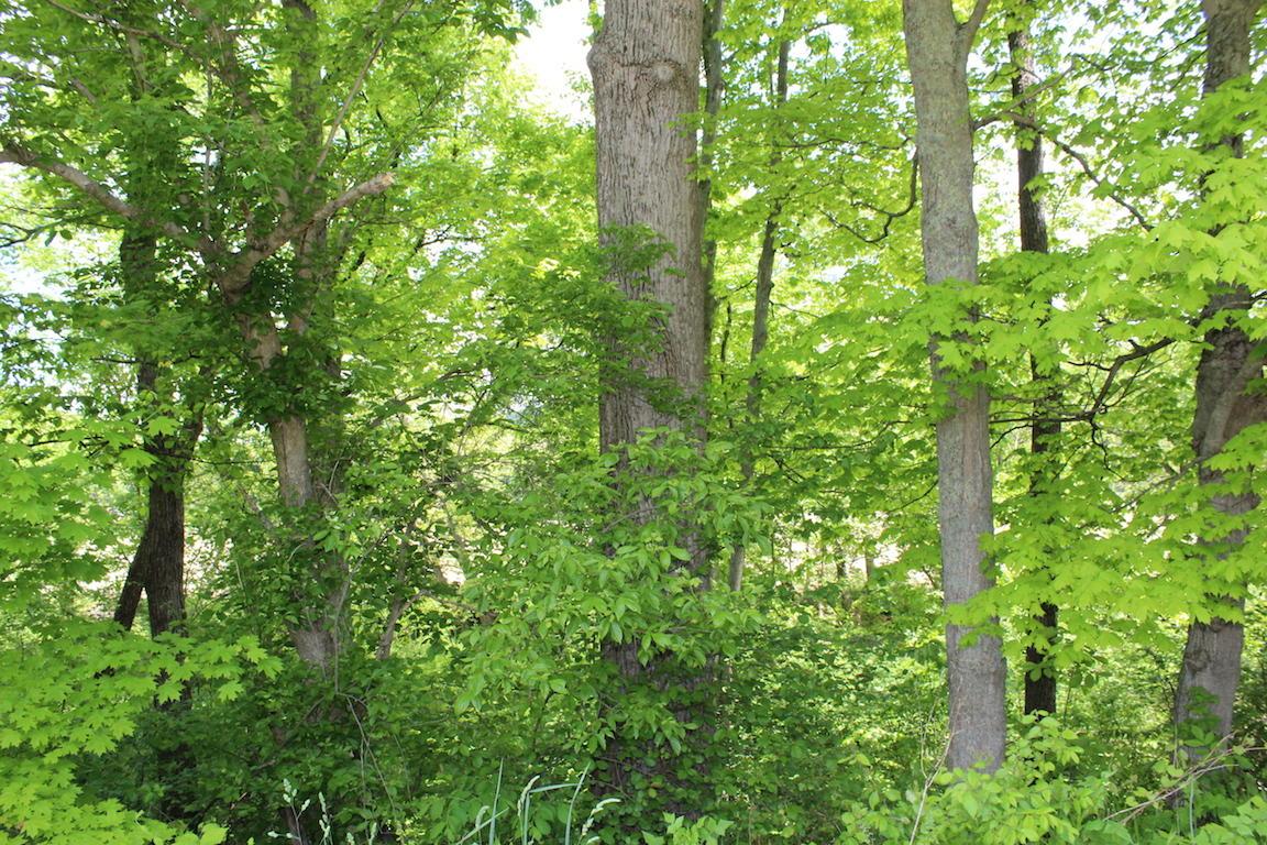 2086 Alma Omega Road Waverly, OH 45690 - Photo 27 of 47 Gallery Image 27