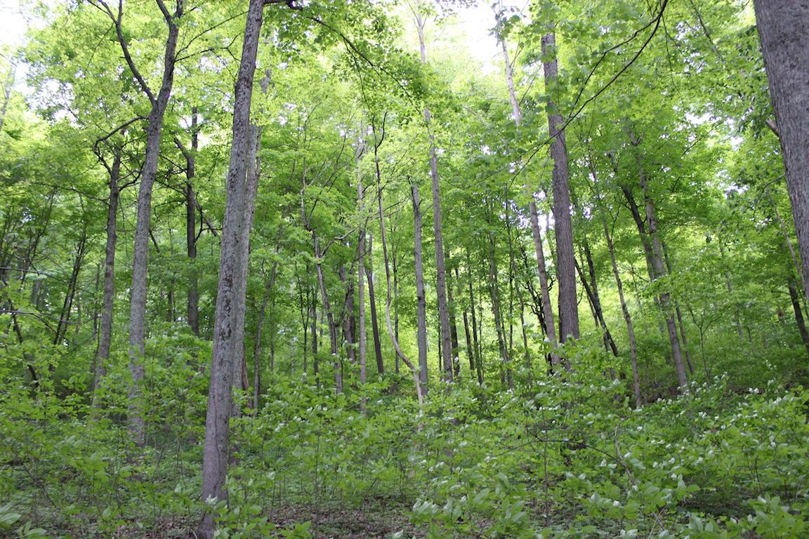 2086 Alma Omega Road Waverly, OH 45690 - Photo 34 of 47 Gallery Image 34