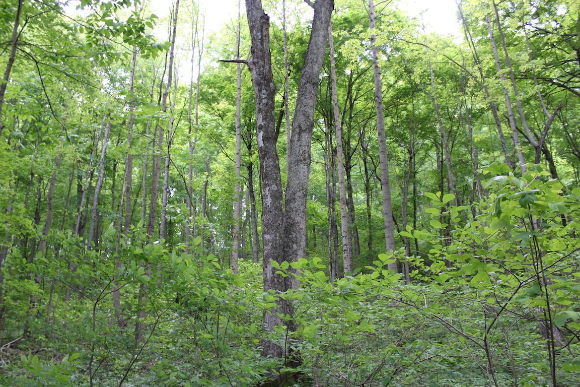 2086 Alma Omega Road Waverly, OH 45690 - Photo 37 of 47 Gallery Image 37
