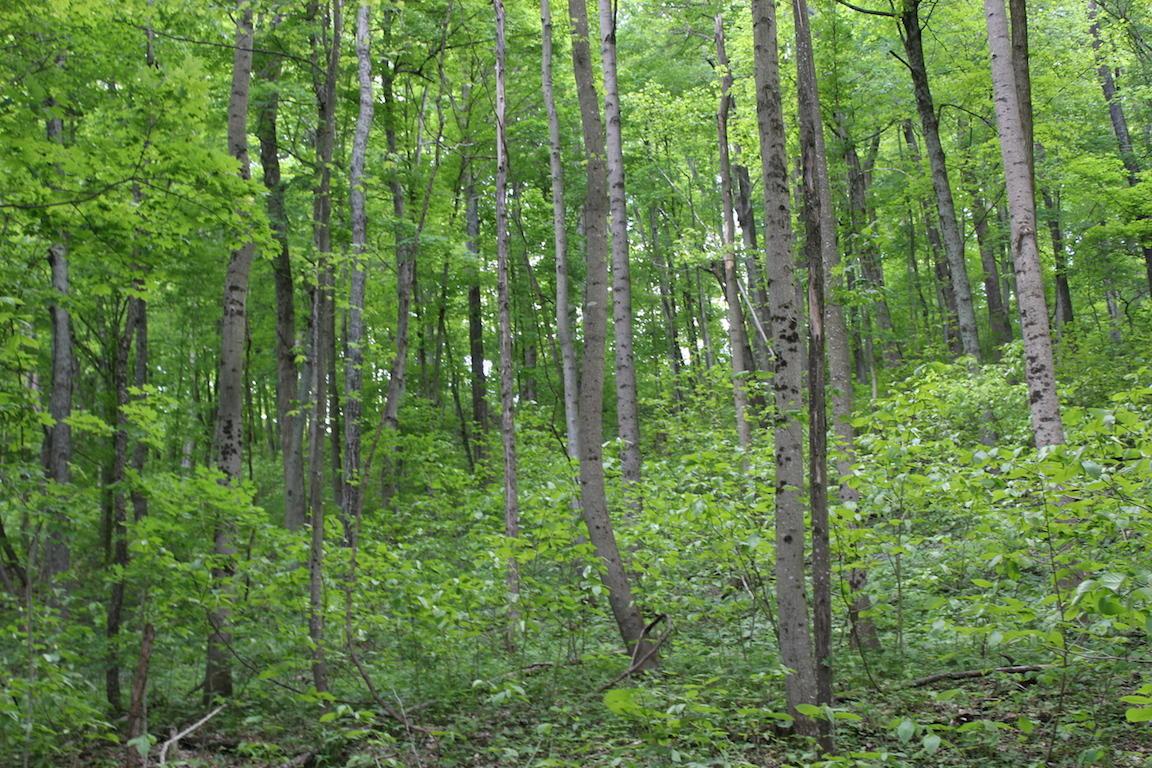 2086 Alma Omega Road Waverly, OH 45690 - Photo 38 of 47 Gallery Image 38