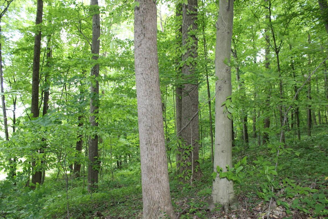 2086 Alma Omega Road Waverly, OH 45690 - Photo 40 of 47 Gallery Image 40