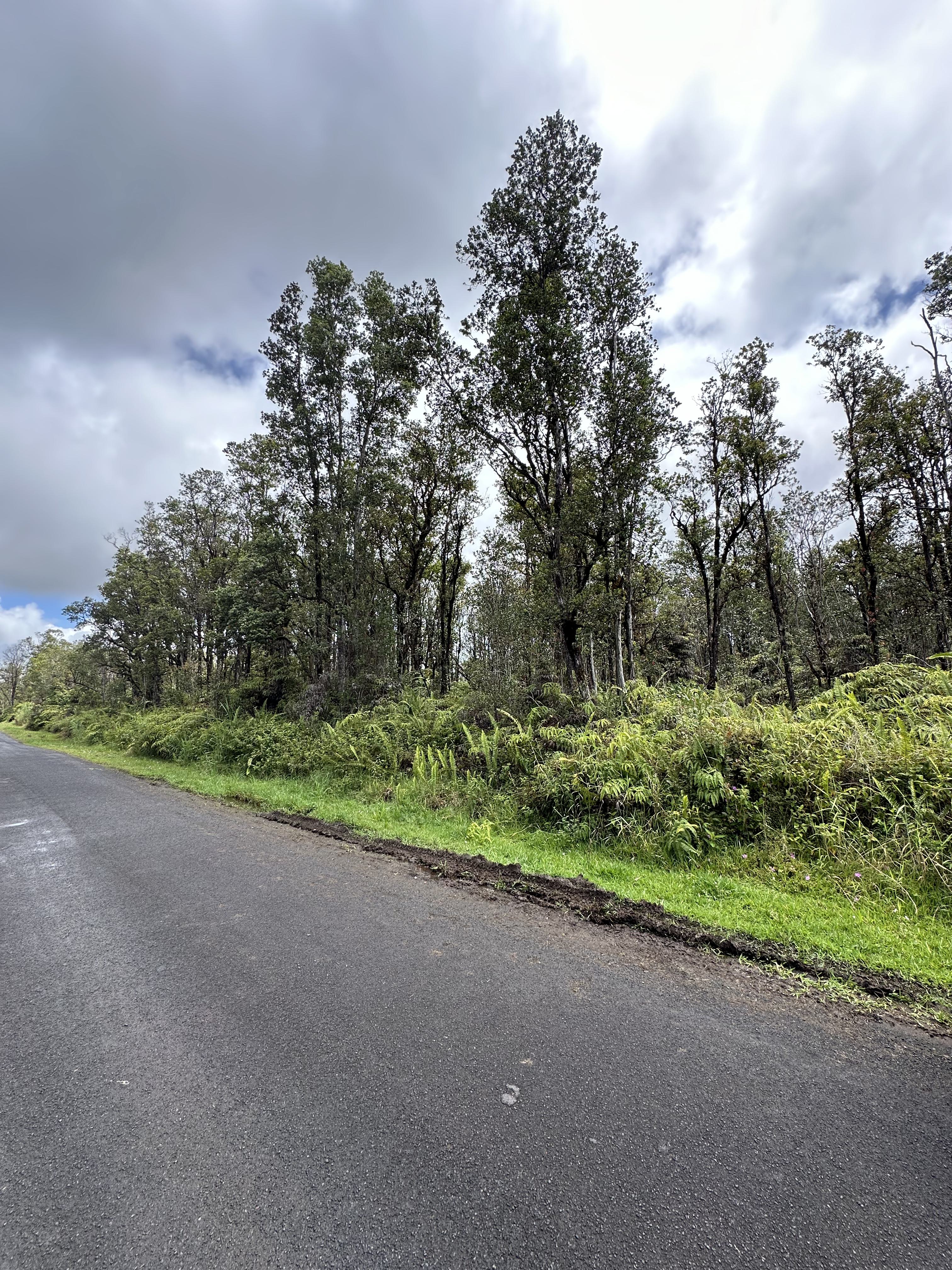 a view of a yard with a tree