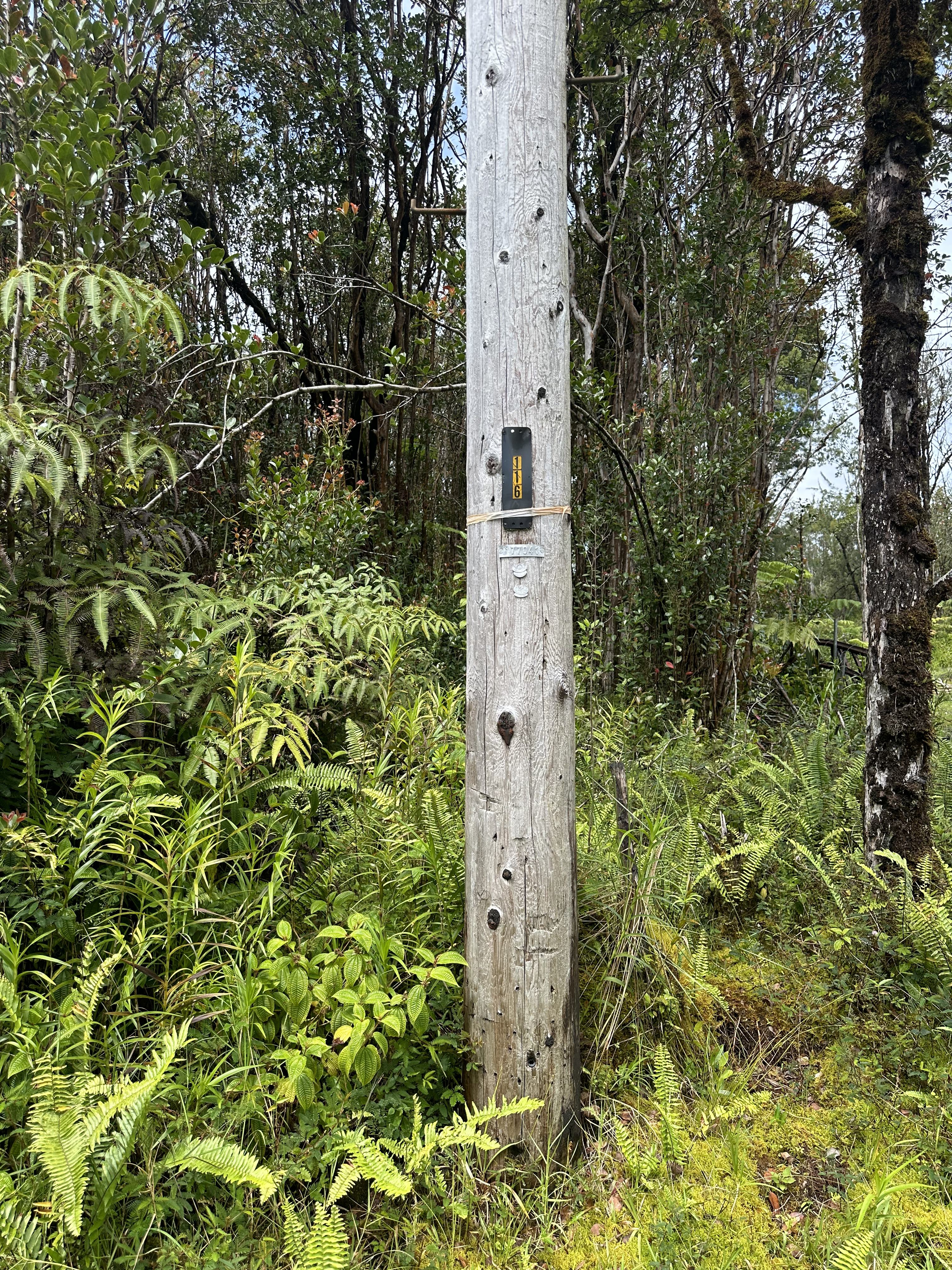 7448 Hibiscus Street Mountain View, HI 96771 - Photo 2 of 6 a view of a plant in a garden
