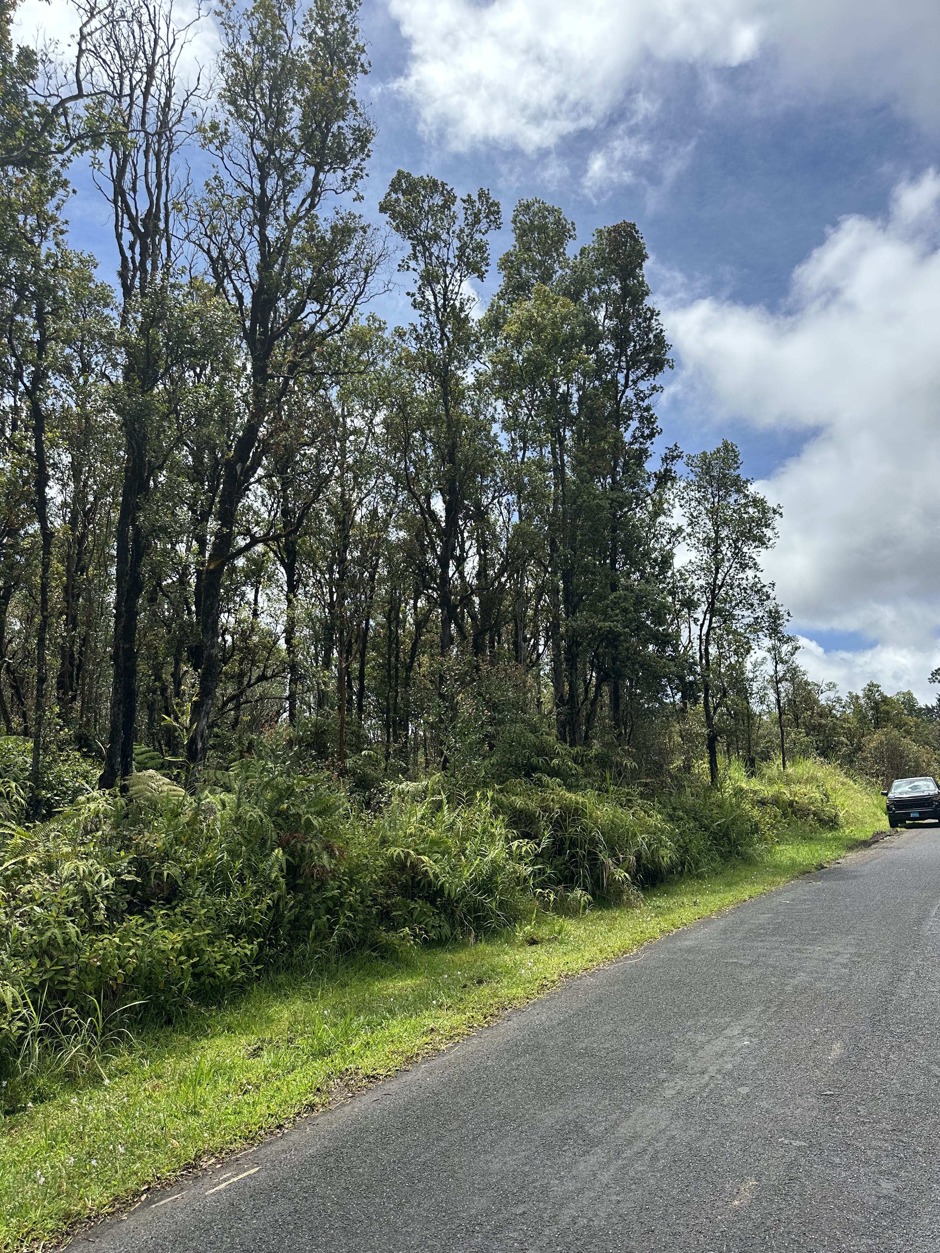 7448 Hibiscus Street Mountain View, HI 96771 - Photo 3 of 6 a view of a yard with plants and a trees