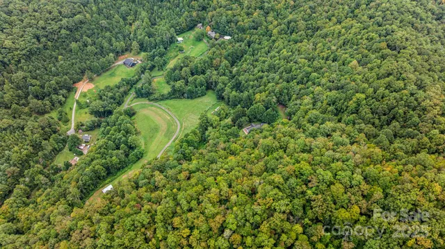a view of a lush green forest with a tree