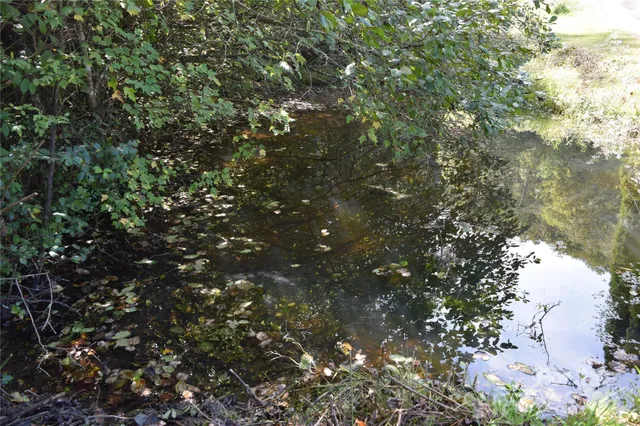 a view of a tree in a forest